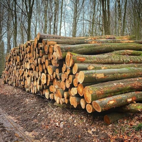 Stammholz Buche 3m ab Ø 20 cm